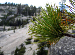 Olmstead Point, Yosemite NP
