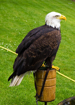 Warwick Castle