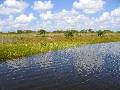 Sawgrass, Florida Everglades